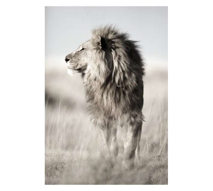 Design House Lion Canvas - Brown (650 x 440 x 650mm)