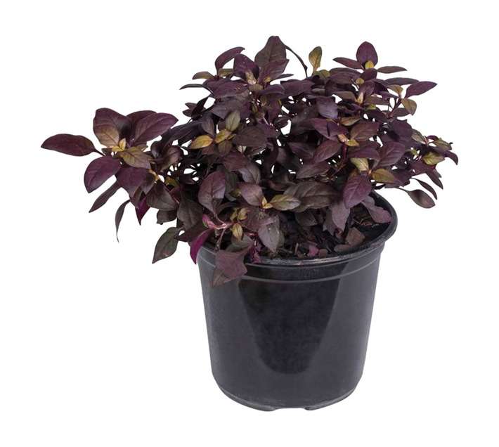 Plantimex Alternathera Little Ruby Pot (140mm)