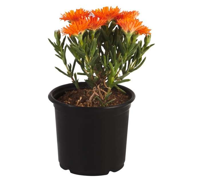 Malanseuns Vygie Orange Flame Potted Plant (120mm)