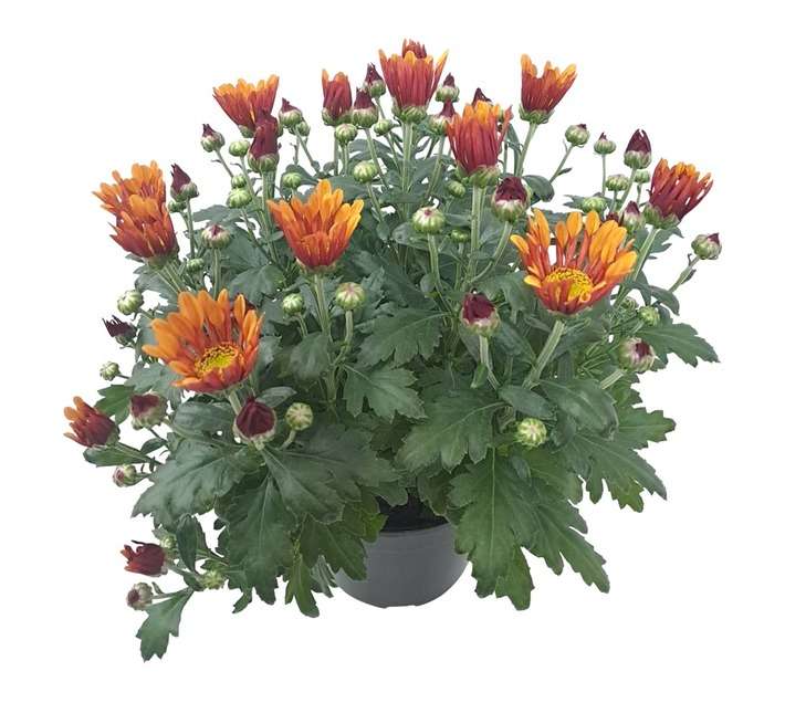 Tuberflora Chrysanthemum Potted Plant (140mm)