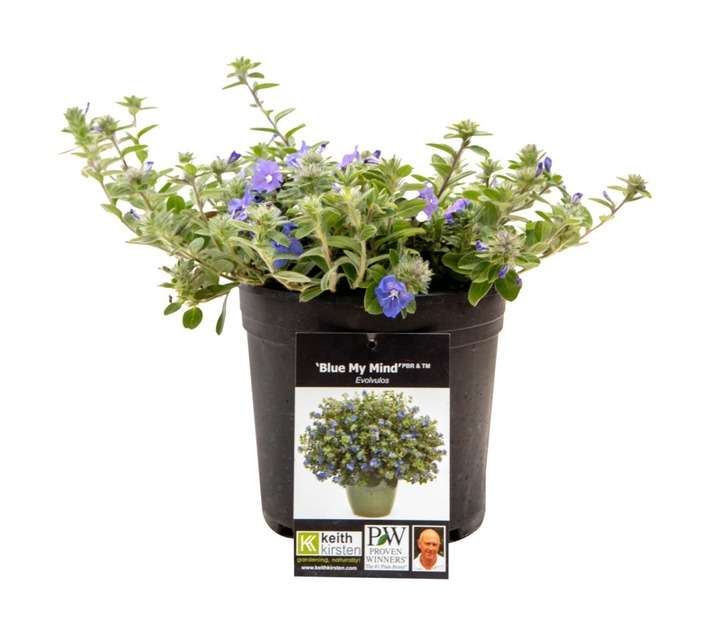 Colorweis Evolvulus Glomeratus Pot (170mm)