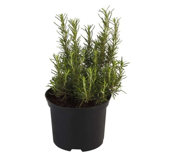 Malanseuns Herb Rosmarinus Ginger Potted Plant (170mm)