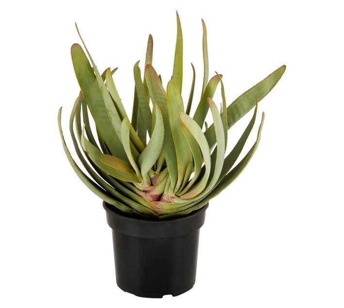 San Michell Aloe Plicatillis Plant (190mm)