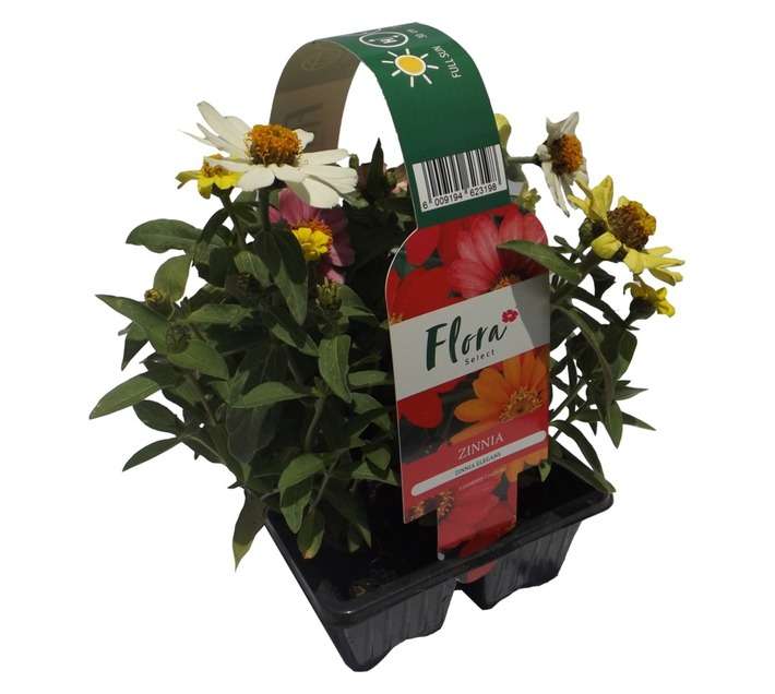 Flora Select 6 x Seedling Zinnia - Assorted (185 x 140 x 240mm)