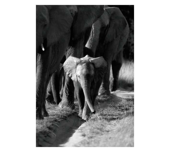 Design House Elephant Family Canvas - Grey (650 x 450 x 650mm)