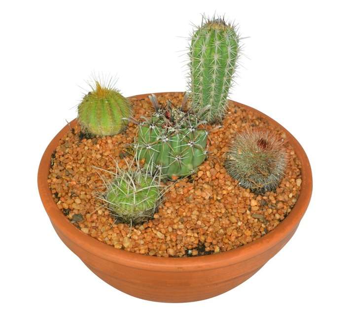 Swashbuckle Cactus in Terracotta Bowl (330mm)