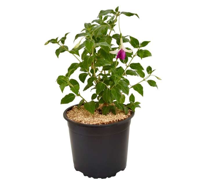 Colorweis Fuchsia Hybrid Pot (170mm)