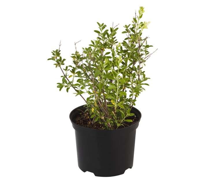 Salvia Puebla Alvia Greg Pot (170mm)