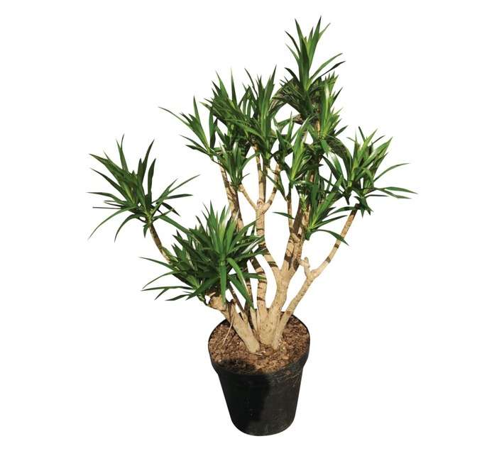 Dracaena Angazi Potted Plant - Green (350mm)
