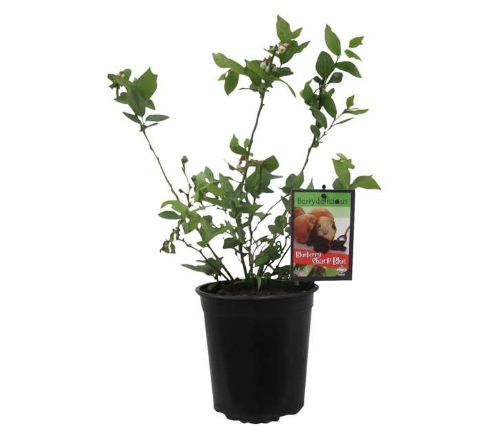 Blueberry Sharpblue (20cm Pot)