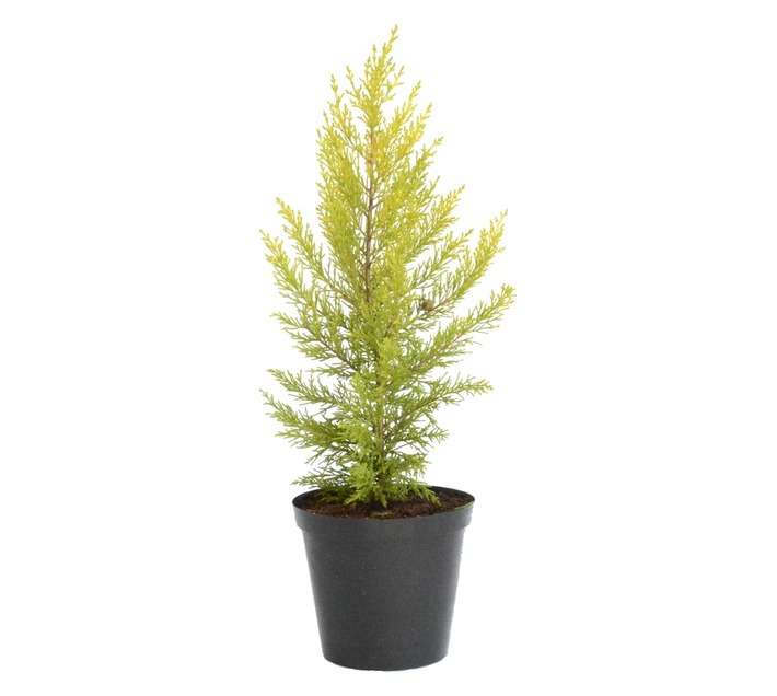 Plantimex Cupressus Goldcrest Pot (150mm)