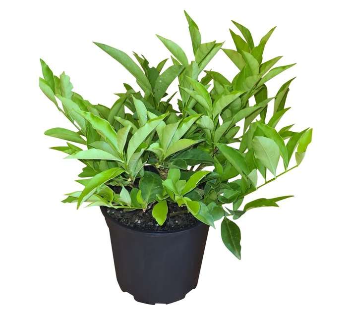 Colorweis Brunfelsia Pauciflora Pot (170mm)