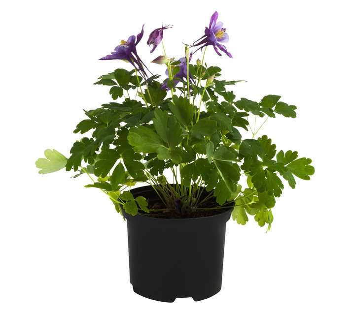 Tuberflora Aquilegia Potted Plant (170mm)
