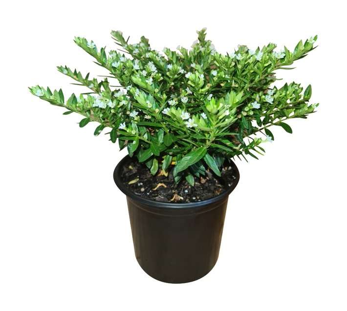 Colorweis Cuphea Hyssopifolia (150 x 150 x 300mm) Pot - White