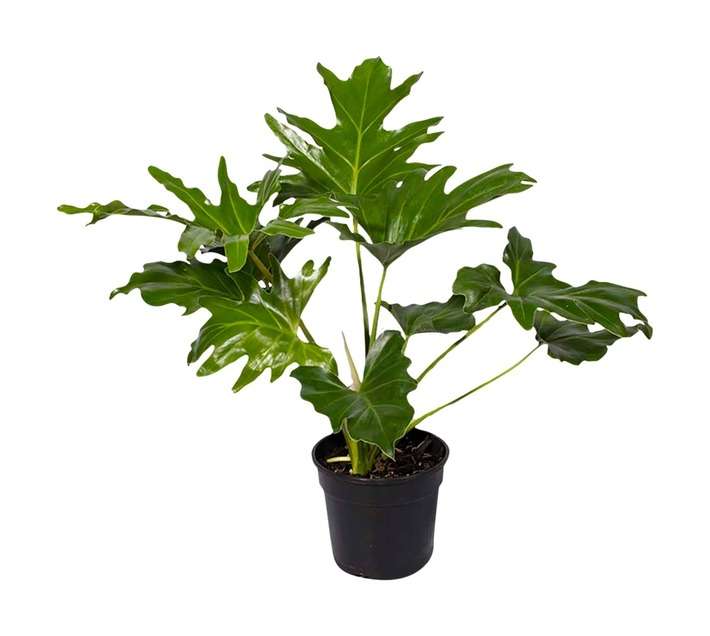 Plantimex Philodendron Selloum Potted Plant (165mm)