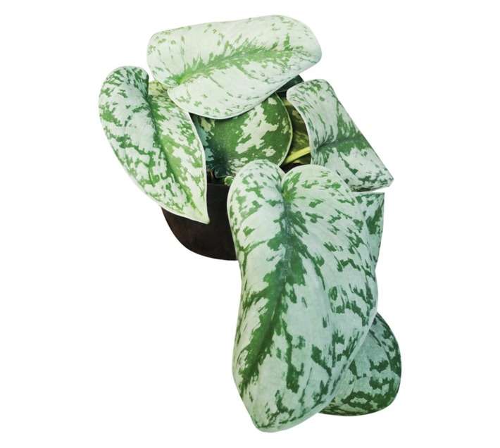 Airely Farms Scindapsus Potted Plant - Assorted (150mm)