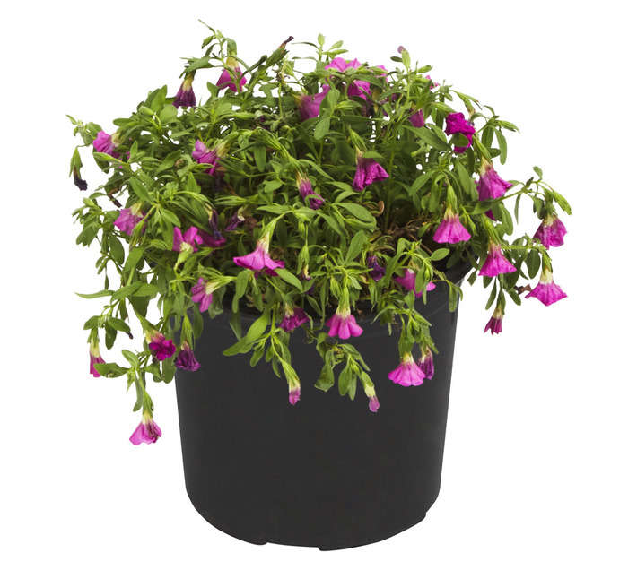 Colorweis Calibrachoa Cabaret Rose Pot - Pink (150 x 150 x 300mm)