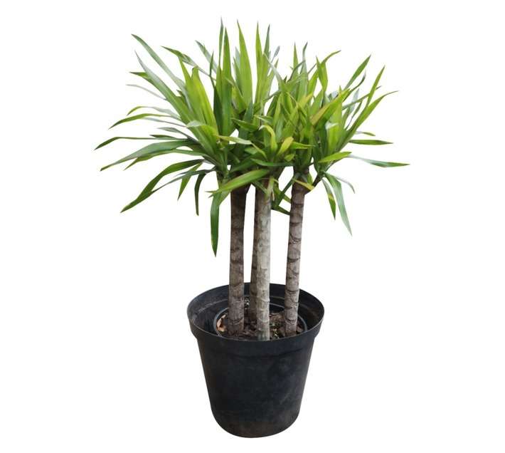 Airely Farms Dracaena Multi-Potted Plant (200mm)