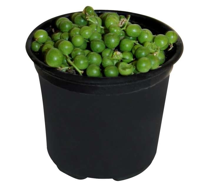 Florex Senecio String of Beads Potted Plant (120mm)