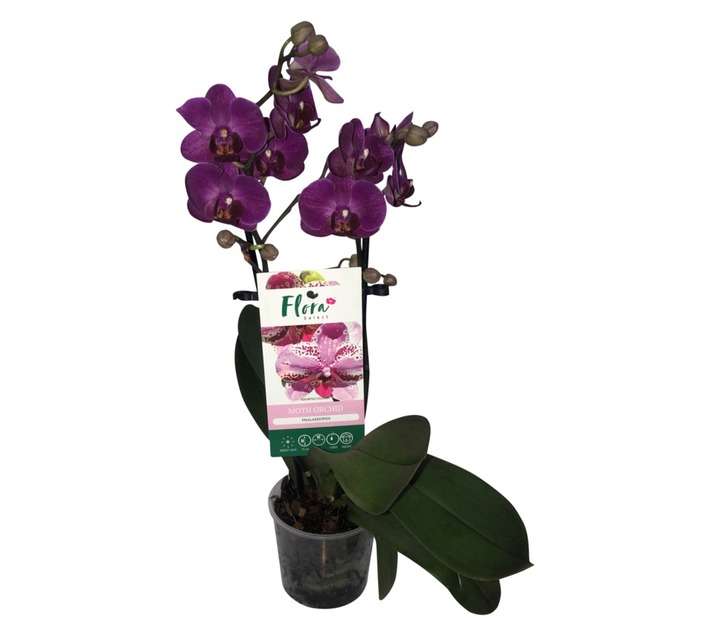 Plantimex PHAL092FS 2 Stem Phalaenopsis with FS Tag Potted Plant (90mm)