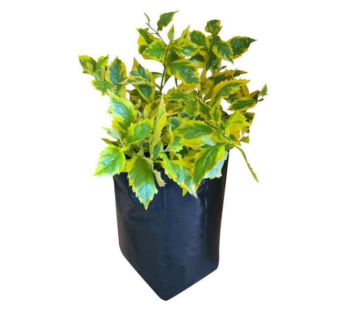Colorweis Gold Mine Duranta Bag (10L)
