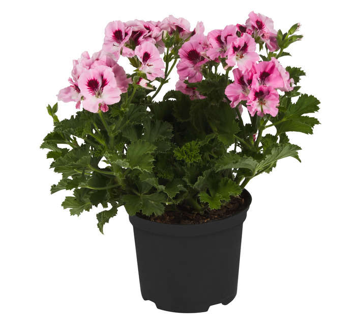 Malanseuns Assorted Pelargonium Potted Plant (150mm)