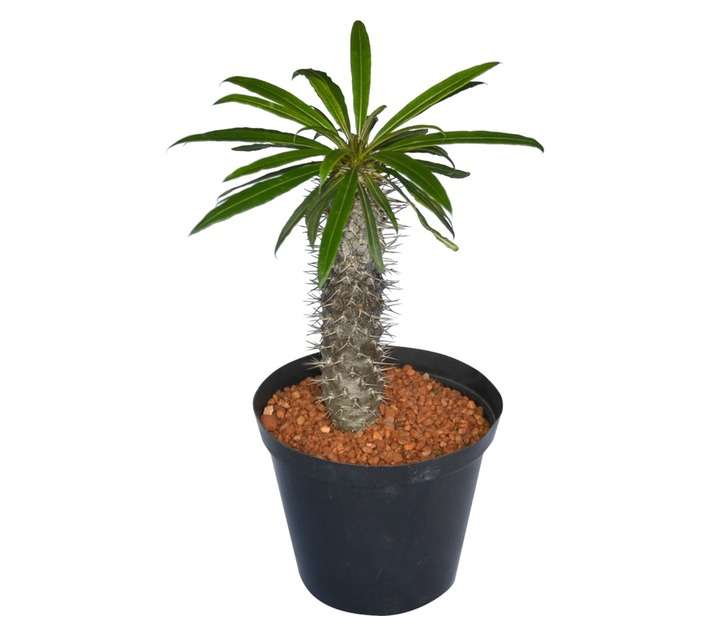 SB Pachypodium Lamerii Potted Plant (180mm)