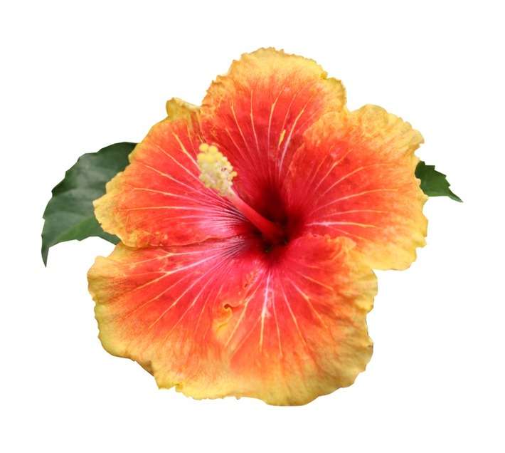 Malanseuns Hibiscus Apollo Potted Plant (190mm)