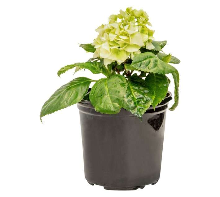Colorweis Hydrangea Pot (170mm)