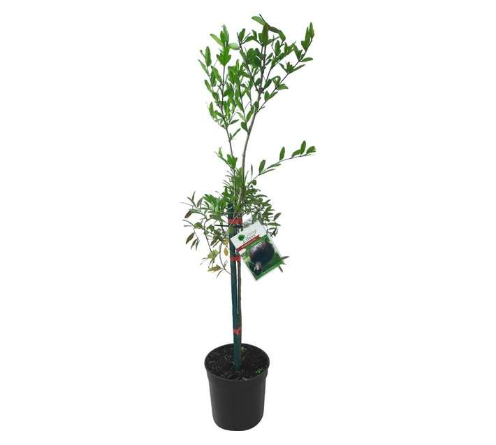 Giving Trees Eight Ball Pomegranate Fruit Tree (230mm)