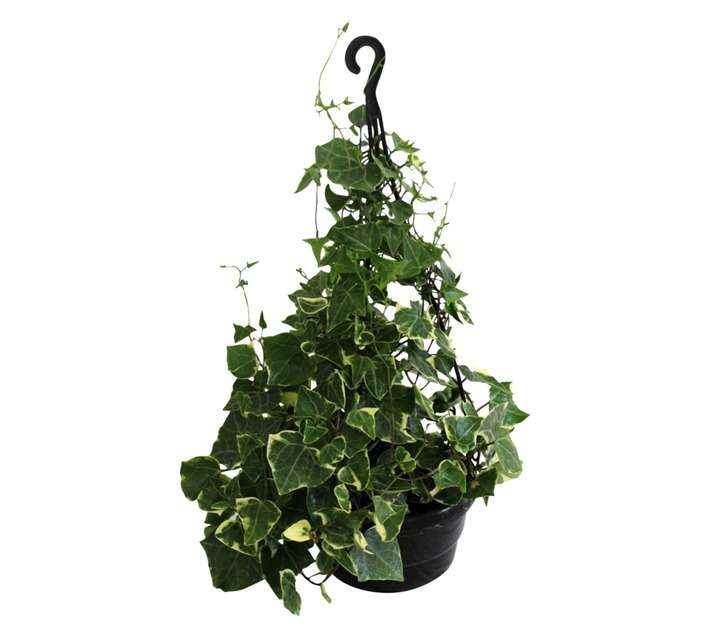 Florex Senecio Ivy Plant (150mm)
