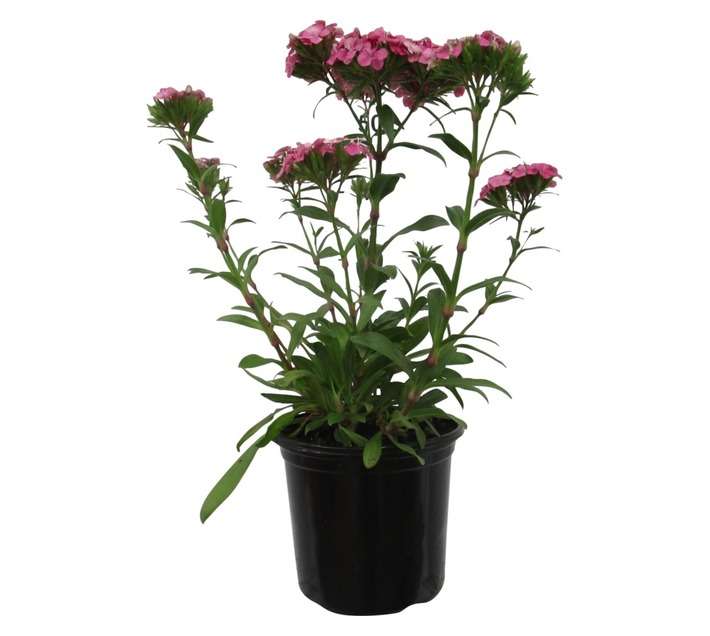 Dianthus Interspecific Jolt Pink Magic (17cm Pot)