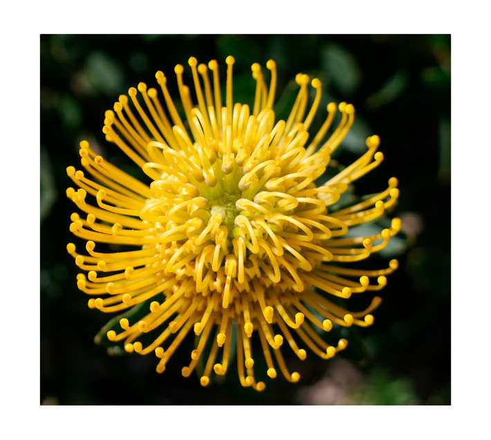 LEUCOSPERMUM 32CM POT ASS