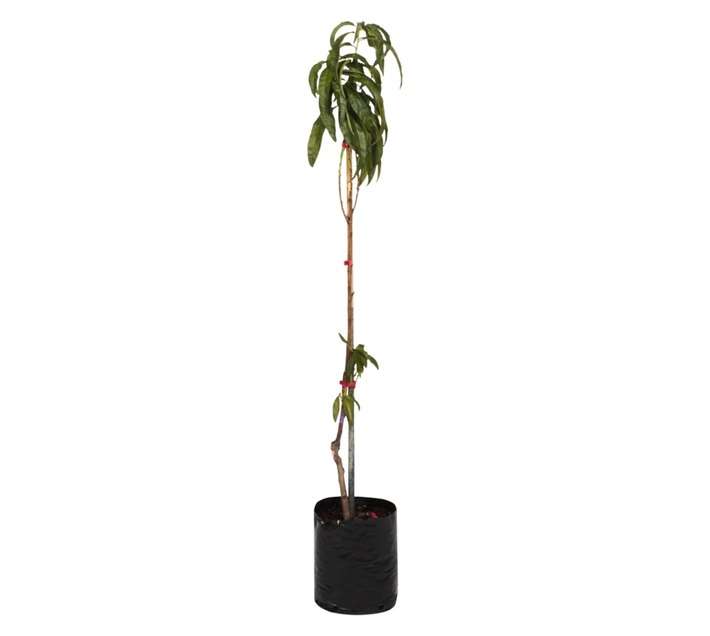 Giving Trees Red Jewel Nectarine Fruit Tree (10L)