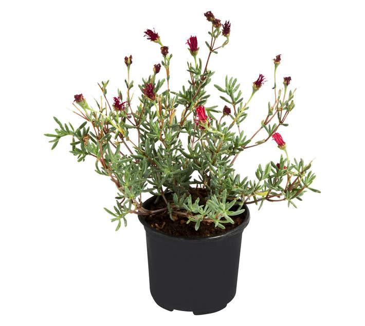 Malanseuns Vygie Neon Surprise Potted Plant (120mm)