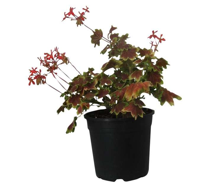Pelagonium Assorted (17cm Pot)