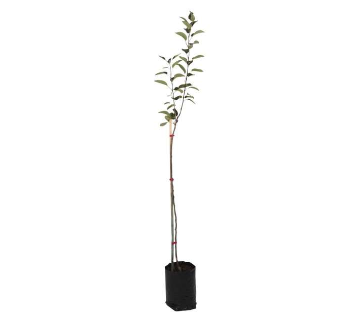 Giving Trees Early Red Apple Fruit Tree (10L)