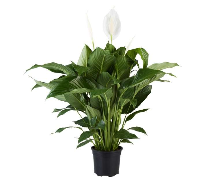 Plantimex Spathiphyllum Patio Spath Potted Plant (165mm)