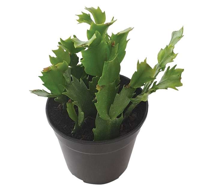 Tuberflora Schlumbergera Potted Plant (120mm)