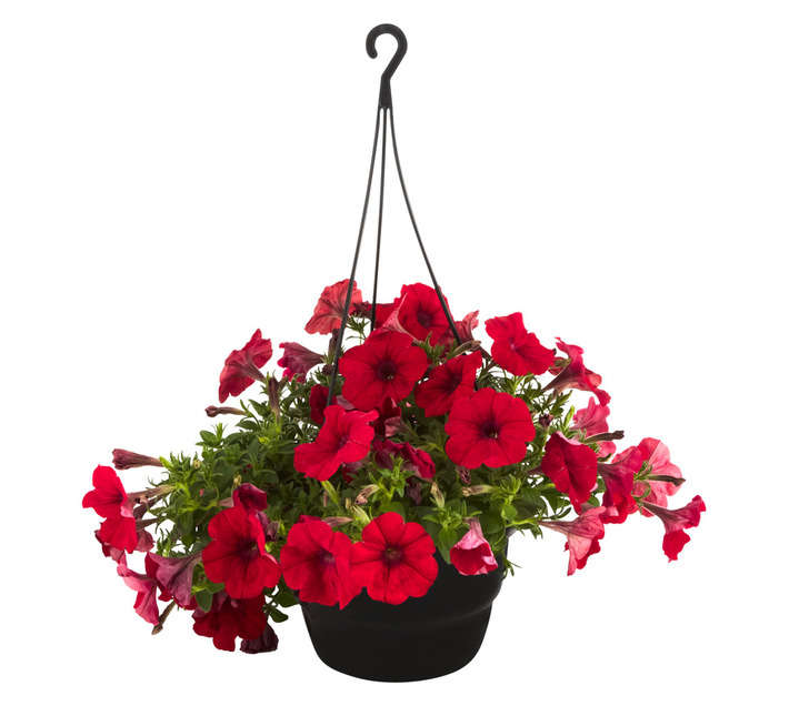 Tuberflora Hybrid Petunia Potted Plant (200mm)