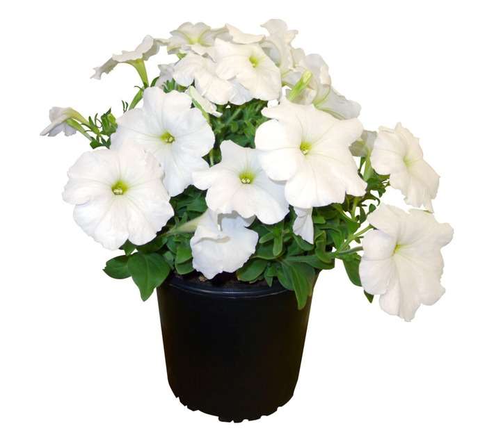 Colorweis Petunia Hybrid Pot (170mm)