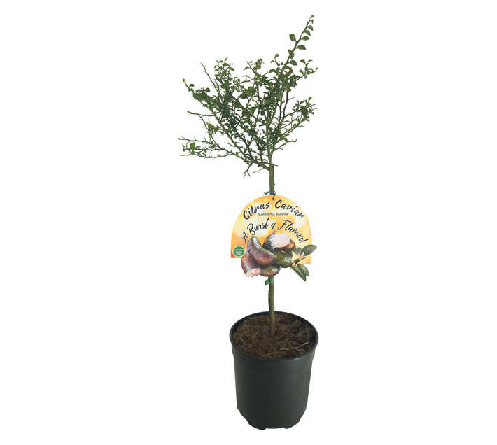 CITRUS FINGER LIME 19CM