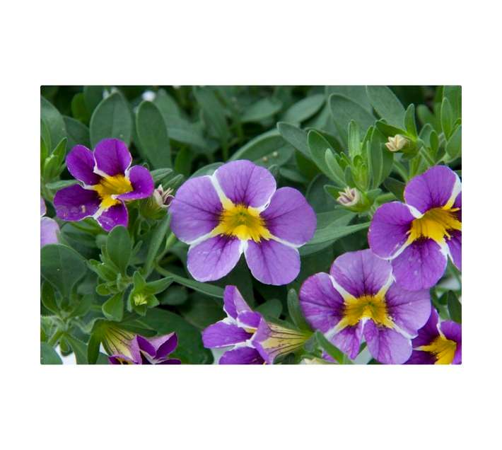 Mini Petunia Raves Pot - Violet (140mm)