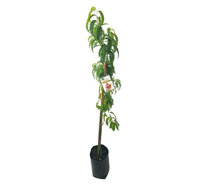 Giving Trees Culemborg Peach Fruit Tree (10L)
