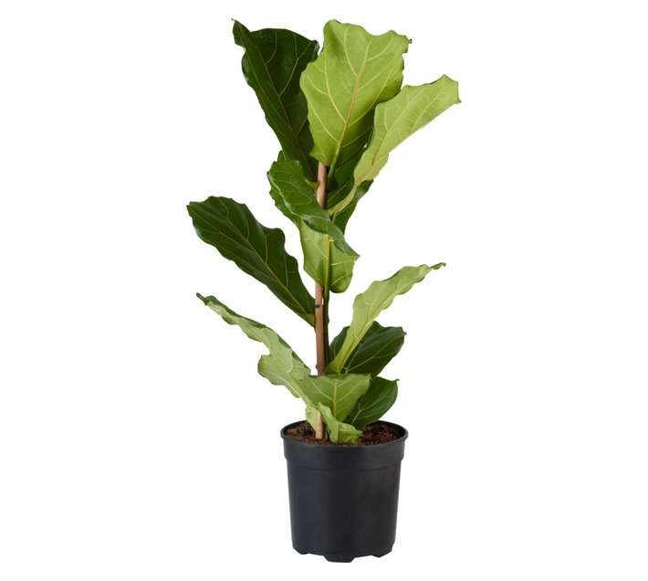 Plantimex PHAL091FS Ficus Lyrata Potted Plant (190mm)