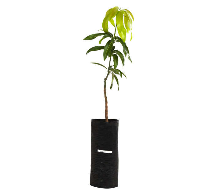 Giving Trees Tommy Atkins Mango Fruit Tree (4L)