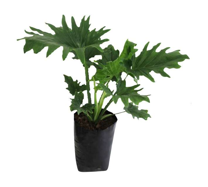 Florex Philodendron Selloum Plant (5L)
