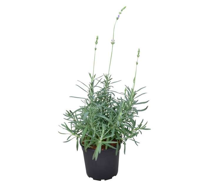 COLOUR POT LAVENDER 14CM MARG ROBERTS