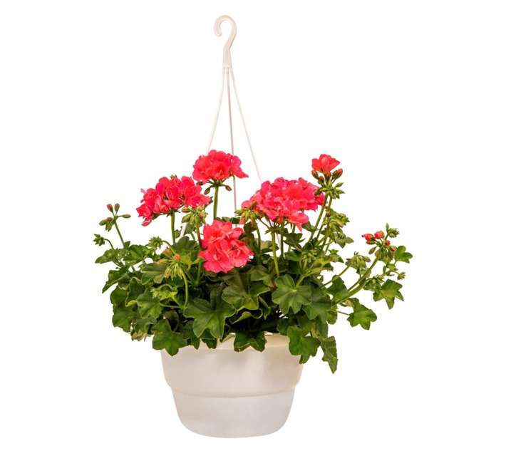 Colorweis Pelargonium Tacar H/Basket (200mm)