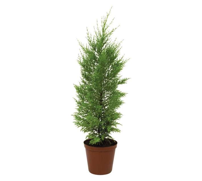 Plantimex Cupressus Goldcrest Pot (200mm)